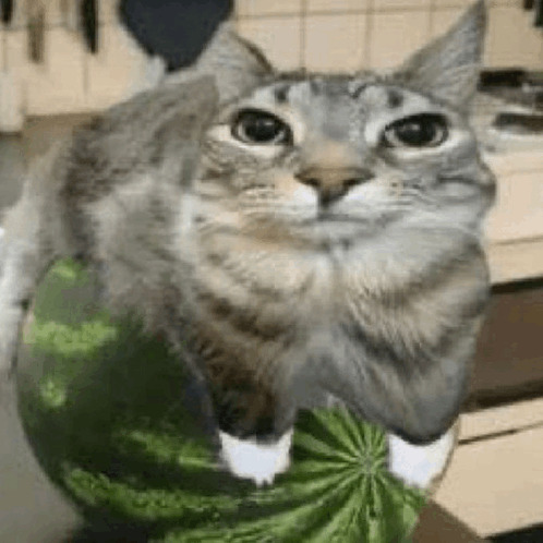 Cat on melon Blank Meme Template