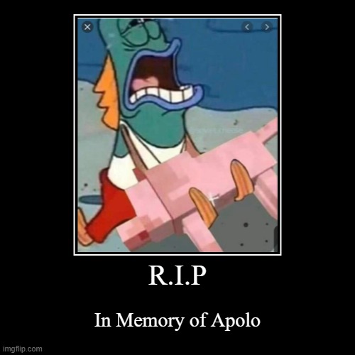 One of my friend's dog got hit by a car and died. Rest In Peace | R.I.P | In Memory of Apolo | image tagged in funny,demotivationals | made w/ Imgflip demotivational maker