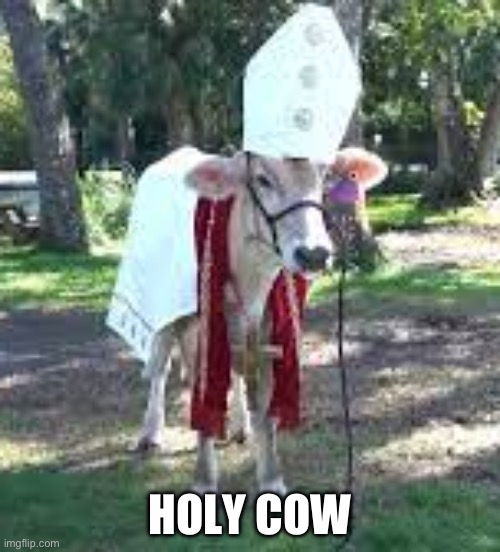 DFT | HOLY COW | image tagged in holy cow | made w/ Imgflip meme maker