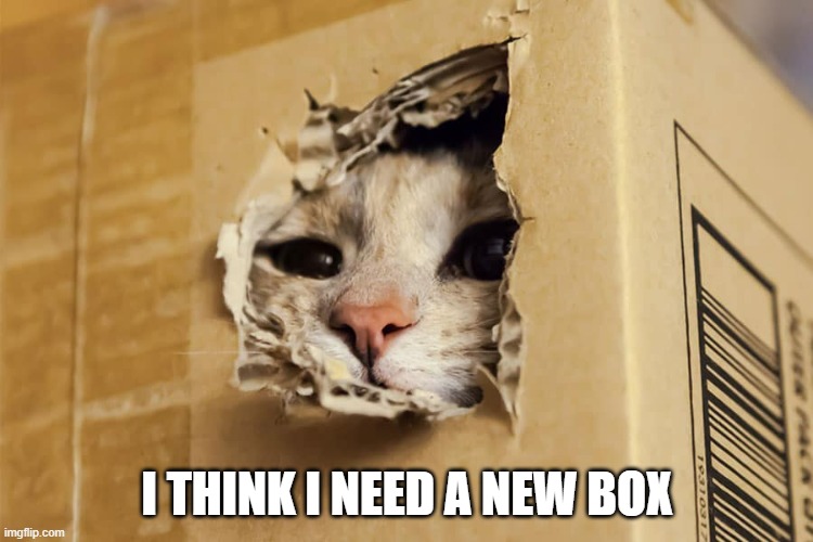 meme by Brad cat needs new box | I THINK I NEED A NEW BOX | image tagged in cats,funny,funny meme,humor,funny cat memes | made w/ Imgflip meme maker