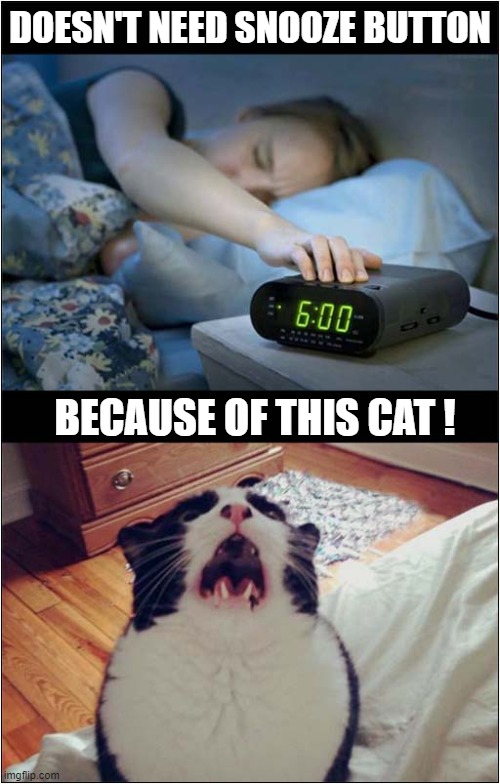 WAKEY WAKEY ! | DOESN'T NEED SNOOZE BUTTON; BECAUSE OF THIS CAT ! | image tagged in cats,alarm clock,wake up,snooze button | made w/ Imgflip meme maker