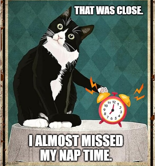 meme by Brad cat almost lost her nap time | THAT WAS CLOSE. I ALMOST MISSED MY NAP TIME. | image tagged in cats,funny,funny cat memes,humor,funny cat | made w/ Imgflip meme maker