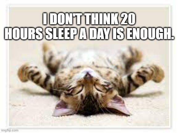 meme by Brad cat thinks 20 hours sleep isn't enough | I DON'T THINK 20 HOURS SLEEP A DAY IS ENOUGH. | image tagged in cats,funny,funny memes,humor,funny cat memes | made w/ Imgflip meme maker