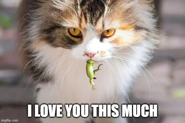 meme by Brad cat loves you this much | I LOVE YOU THIS MUCH | image tagged in cats,funny,funny cat memes,humor,funny cats | made w/ Imgflip meme maker