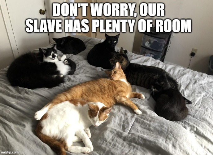 meme by Brad cats crowd their owners bed | DON'T WORRY, OUR SLAVE HAS PLENTY OF ROOM | image tagged in cats,funny,funny cat memes,humor,funny cats | made w/ Imgflip meme maker