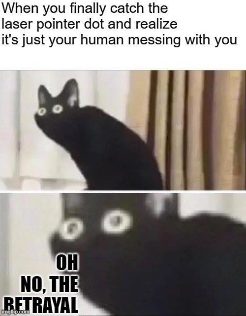Betrayal | When you finally catch the laser pointer dot and realize it's just your human messing with you; OH NO, THE BETRAYAL | image tagged in oh no black cat | made w/ Imgflip meme maker