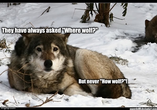 sad wolf | They have always asked "Where wolf?"; But never "How wolf?"! | image tagged in sad wolf | made w/ Imgflip meme maker