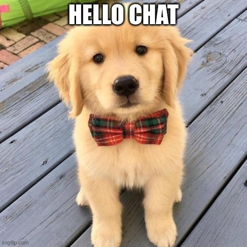 hello | HELLO CHAT | image tagged in hello | made w/ Imgflip meme maker