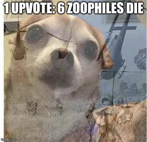 PTSD Chihuahua | 1 UPVOTE: 6 ZOOPHILES DIE | image tagged in ptsd chihuahua | made w/ Imgflip meme maker