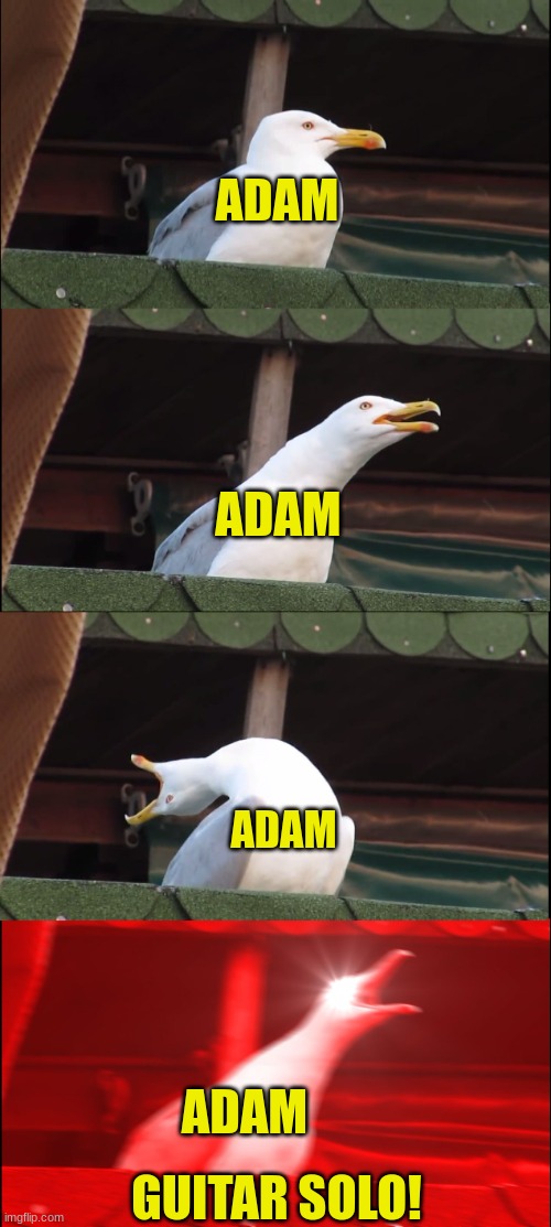guitar solo lute! | ADAM; ADAM; ADAM; ADAM; GUITAR SOLO! | image tagged in memes,inhaling seagull | made w/ Imgflip meme maker