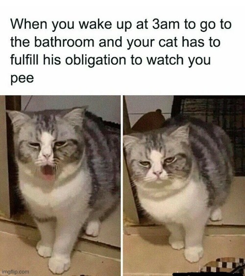 image tagged in funny,cat,sleepy,meme,pee,why are you reading the tags | made w/ Imgflip meme maker