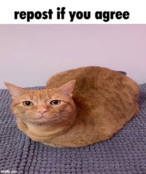 I | image tagged in repost if you agree cat | made w/ Imgflip meme maker