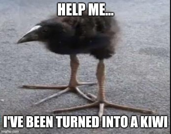 I'm a kiwi now | HELP ME... I'VE BEEN TURNED INTO A KIWI | image tagged in kiwi bird,jpfan102504 | made w/ Imgflip meme maker