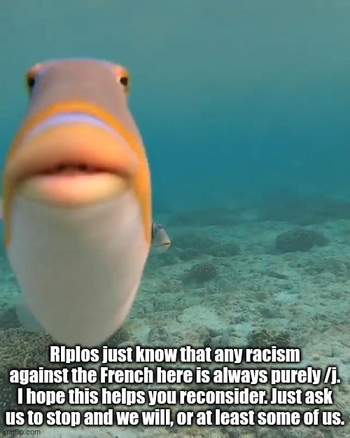 dont kys bro you need to outlive avocado | RIplos just know that any racism against the French here is always purely /j. I hope this helps you reconsider. Just ask us to stop and we will, or at least some of us. | image tagged in staring fish | made w/ Imgflip meme maker