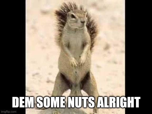 Squirrel nuts | DEM SOME NUTS ALRIGHT | image tagged in squirrel nuts | made w/ Imgflip meme maker