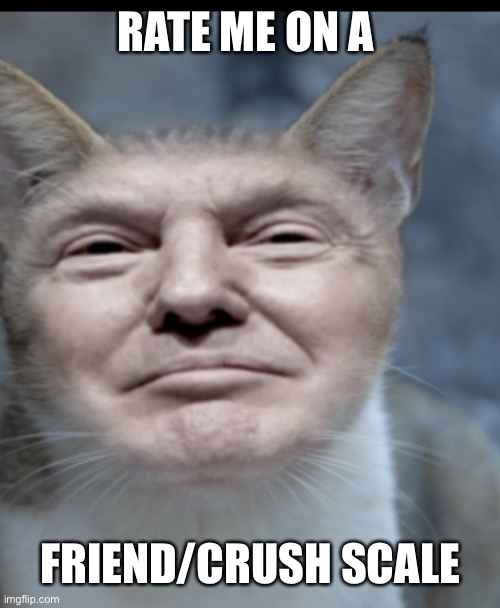 Donald trump cat | RATE ME ON A; FRIEND/CRUSH SCALE | image tagged in donald trump cat | made w/ Imgflip meme maker