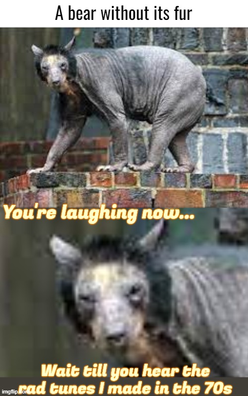 Tom Jones had competition | A bear without its fur; You're laughing now... Wait till you hear the rad tunes I made in the 70s | image tagged in funny,funny animals | made w/ Imgflip meme maker