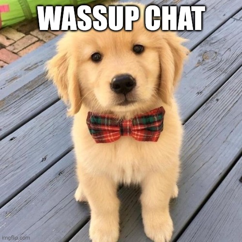 hello | WASSUP CHAT | image tagged in hello | made w/ Imgflip meme maker