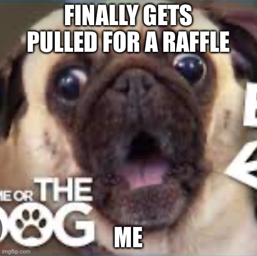 Raffle surprise | FINALLY GETS PULLED FOR A RAFFLE; ME | image tagged in pug with a surprise face | made w/ Imgflip meme maker