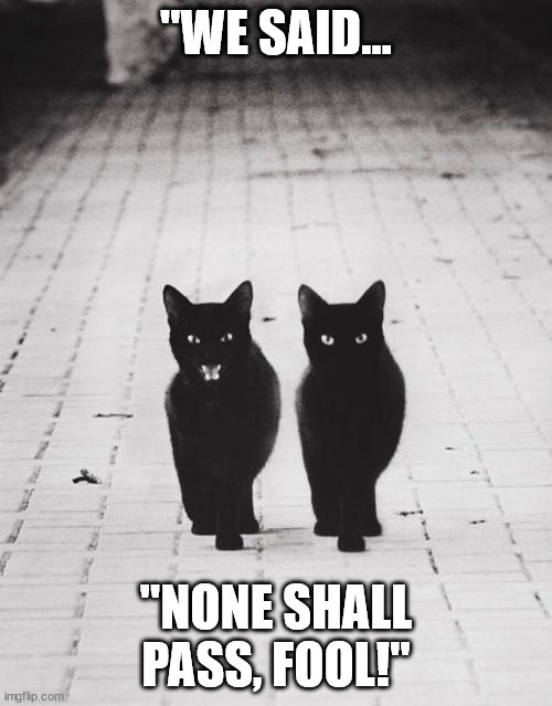 None shall pass, fool! | "WE SAID... "NONE SHALL PASS, FOOL!" | image tagged in cats,wrong neighboorhood cats,badass | made w/ Imgflip meme maker