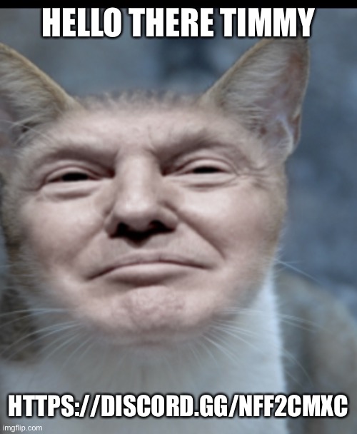 Donald trump cat | HELLO THERE TIMMY; HTTPS://DISCORD.GG/NFF2CMXC | image tagged in donald trump cat | made w/ Imgflip meme maker