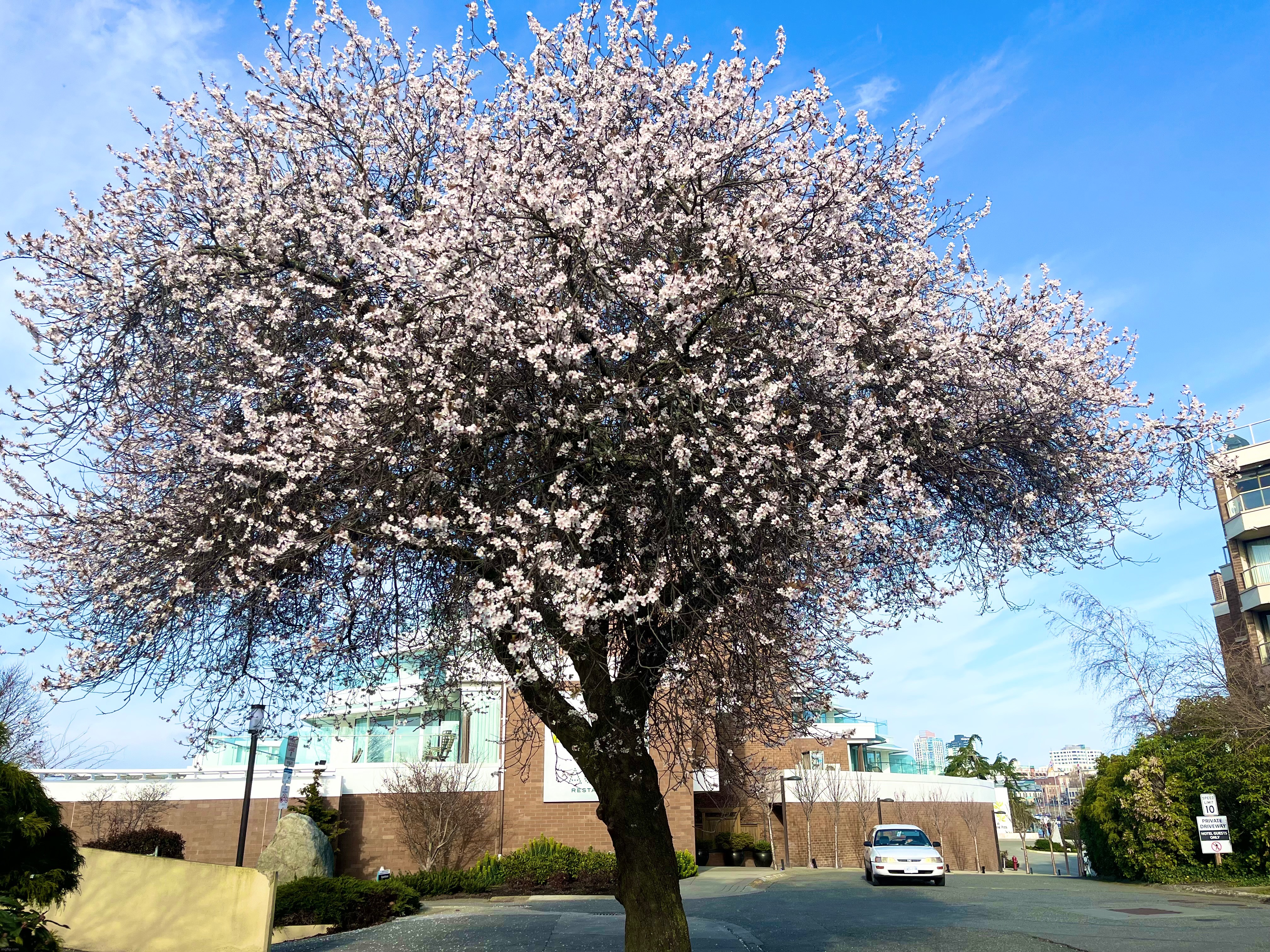 ✿ ✿ Another Photo of them! (the spacing feature didn’t work on the last image so I had to post it separately) ✿ ✿ | made w/ Imgflip meme maker