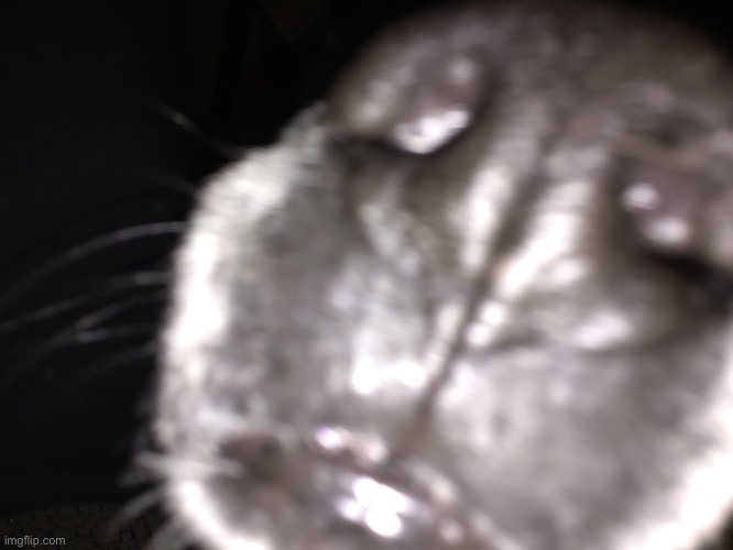 My dog is goofy as well lol | made w/ Imgflip meme maker