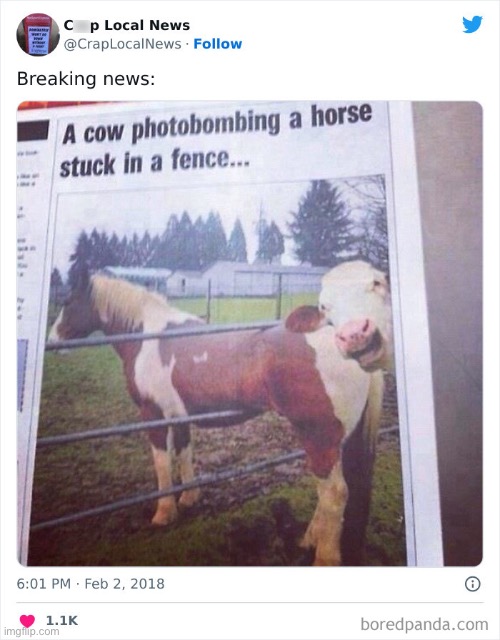 Photobomb | image tagged in cow,horse | made w/ Imgflip meme maker