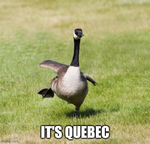 canada goose | IT'S QUEBEC | image tagged in canada goose | made w/ Imgflip meme maker