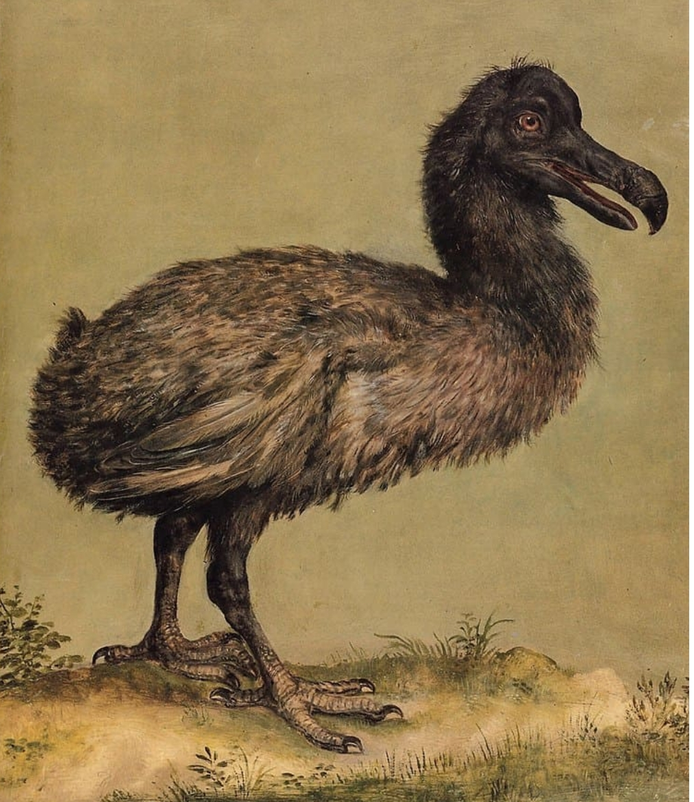 the dodo Blank Meme Template