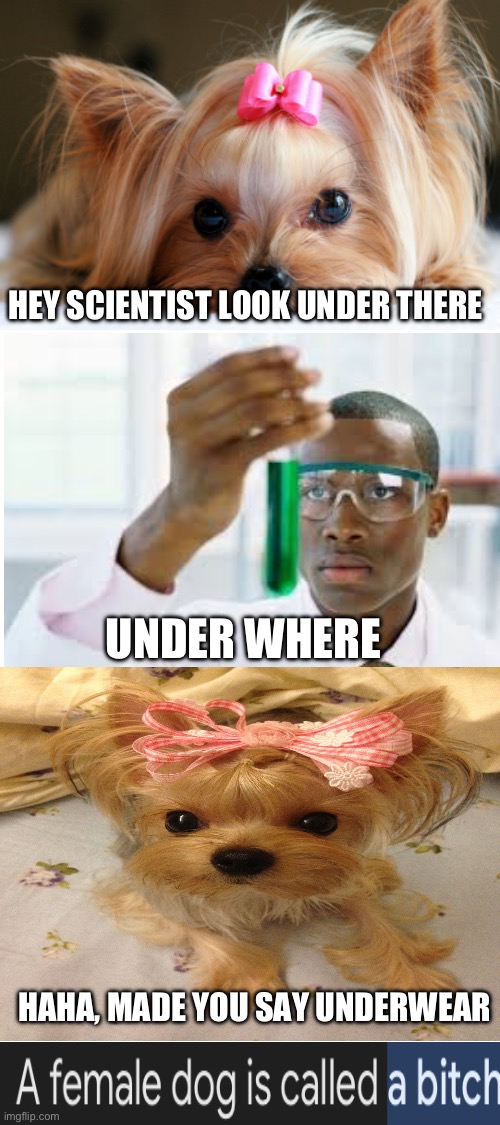 If you know, you know | HEY SCIENTIST LOOK UNDER THERE; UNDER WHERE; HAHA, MADE YOU SAY UNDERWEAR | image tagged in memes,dogs | made w/ Imgflip meme maker