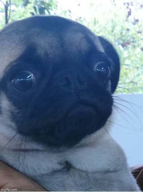 scared dog | image tagged in scared dog | made w/ Imgflip meme maker