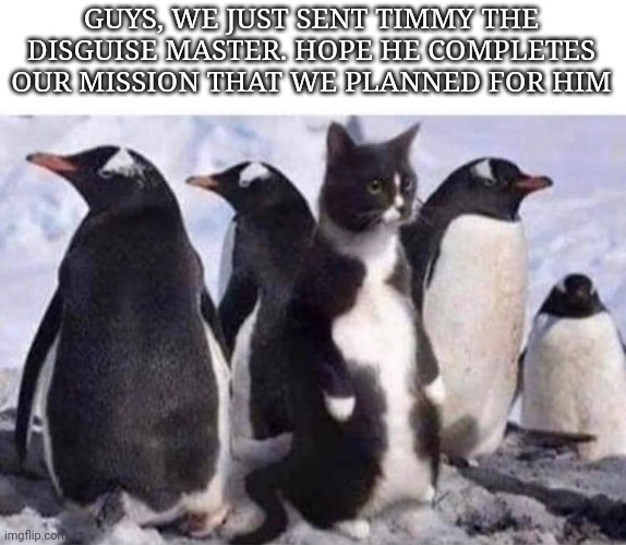 Penguin cat | GUYS, WE JUST SENT TIMMY THE DISGUISE MASTER. HOPE HE COMPLETES OUR MISSION THAT WE PLANNED FOR HIM | image tagged in penguin cat | made w/ Imgflip meme maker