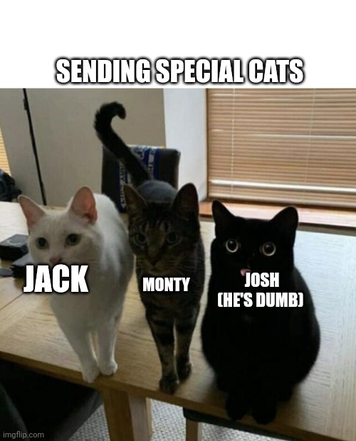 Introducing the SPECIAL CATS! | SENDING SPECIAL CATS; JOSH (HE'S DUMB); JACK; MONTY | image tagged in three cats | made w/ Imgflip meme maker