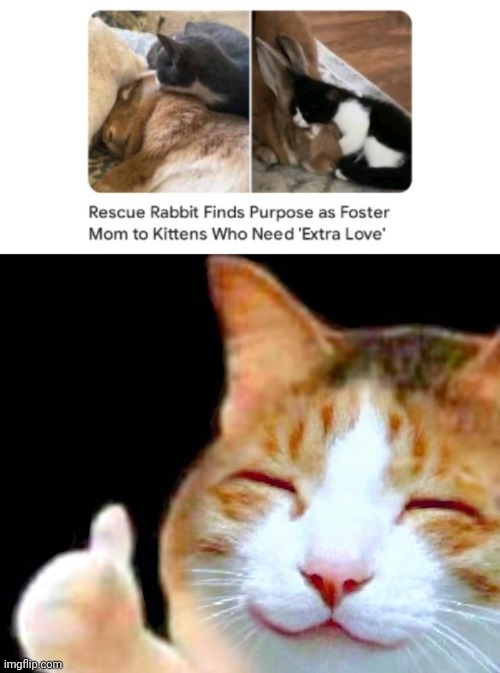 Foster mother rabbit | image tagged in happy thumbs up cat,bunny,bunnies,rabbit,memes,foster | made w/ Imgflip meme maker