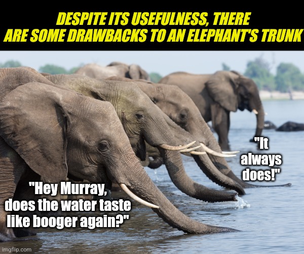 You have wondered about this too! Do elephants notice is the real question? | DESPITE ITS USEFULNESS, THERE ARE SOME DRAWBACKS TO AN ELEPHANT'S TRUNK; "It always does!"; "Hey Murray, does the water taste like booger again?" | image tagged in elephants,nose,boogers,water,gross,dad joke | made w/ Imgflip meme maker