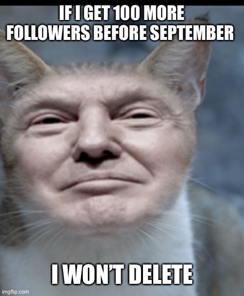 Donald trump cat | IF I GET 100 MORE FOLLOWERS BEFORE SEPTEMBER; I WON’T DELETE | image tagged in donald trump cat | made w/ Imgflip meme maker