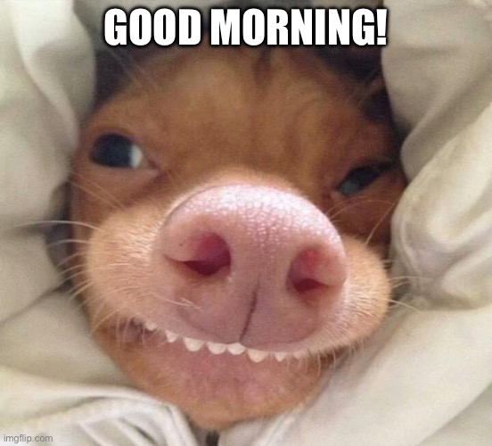 good morning | GOOD MORNING! | image tagged in good morning | made w/ Imgflip meme maker