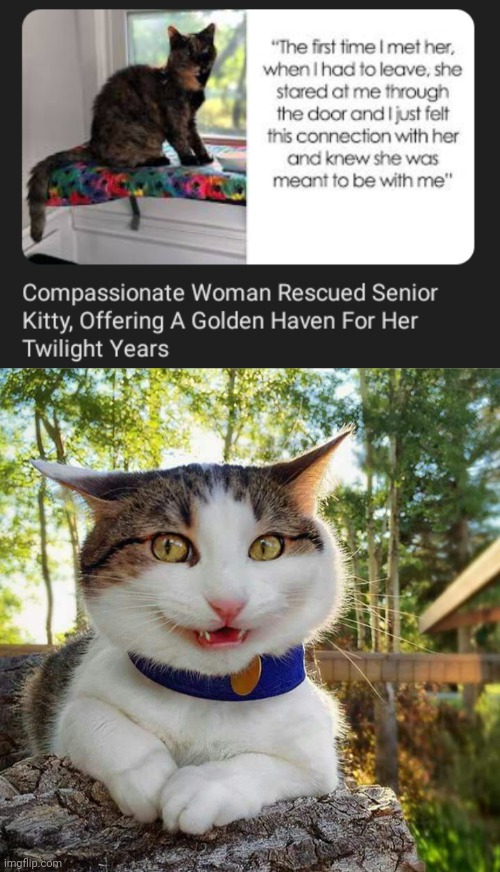 Senior kitty | image tagged in smiling cat,memes,cats,cat,rescued,senior | made w/ Imgflip meme maker
