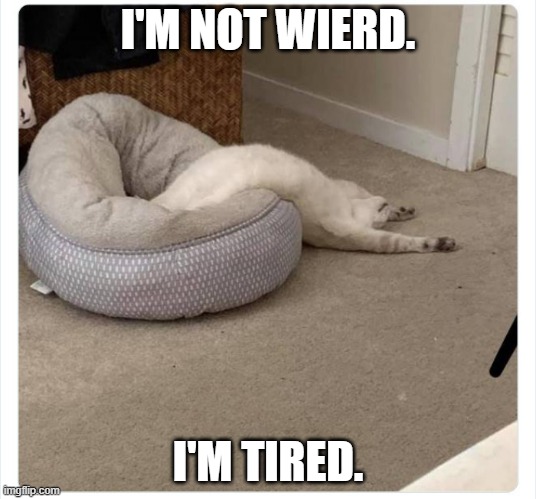 meme by Brad cat says he's not weird, he's tired | I'M NOT WIERD. I'M TIRED. | image tagged in cats,funny,funny cat,funny cat memes,humor | made w/ Imgflip meme maker