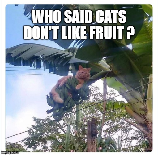 meme by Brad who said cats don't like fruit? | WHO SAID CATS DON'T LIKE FRUIT ? | image tagged in cats,funny,funny cat memes,humor,funny cats | made w/ Imgflip meme maker