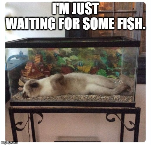 meme by Brad cat waiting for some fish | I'M JUST WAITING FOR SOME FISH. | image tagged in cats,funny,funny cat memes,humor,fishing,funny cat | made w/ Imgflip meme maker