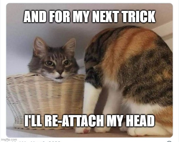 meme by Brad does this cat have a head? | AND FOR MY NEXT TRICK; I'LL RE-ATTACH MY HEAD | image tagged in cats,funny,funny cat memes,humor,funny picture,funny cat | made w/ Imgflip meme maker