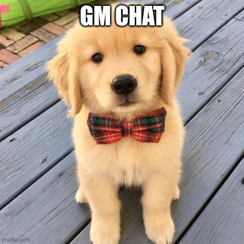 hello | GM CHAT | image tagged in hello | made w/ Imgflip meme maker