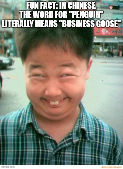 funny asian face | FUN FACT: IN CHINESE, THE WORD FOR "PENGUIN" LITERALLY MEANS "BUSINESS GOOSE" | image tagged in funny asian face | made w/ Imgflip meme maker