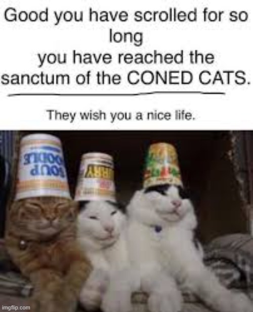 rawr | image tagged in coned cats | made w/ Imgflip meme maker