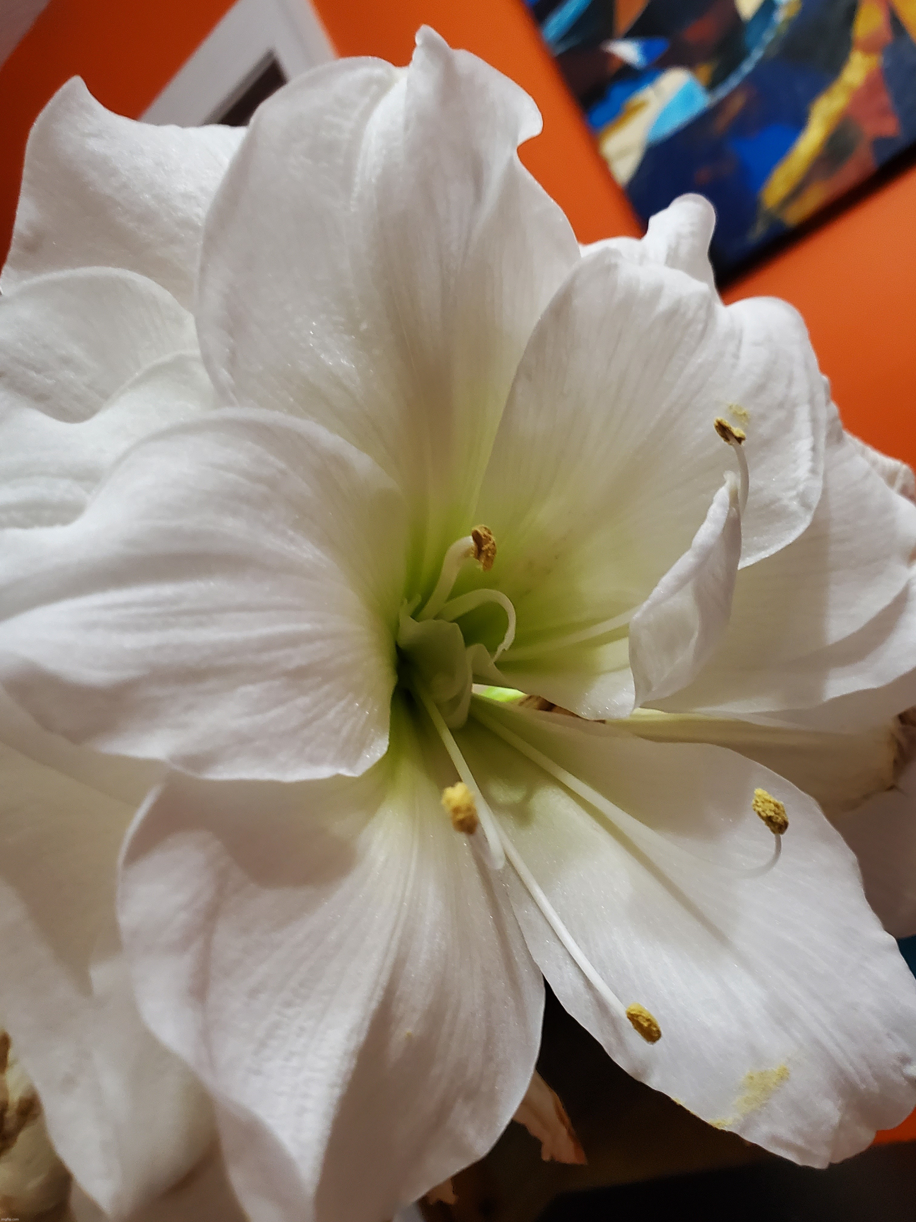 Flower | image tagged in photo | made w/ Imgflip meme maker