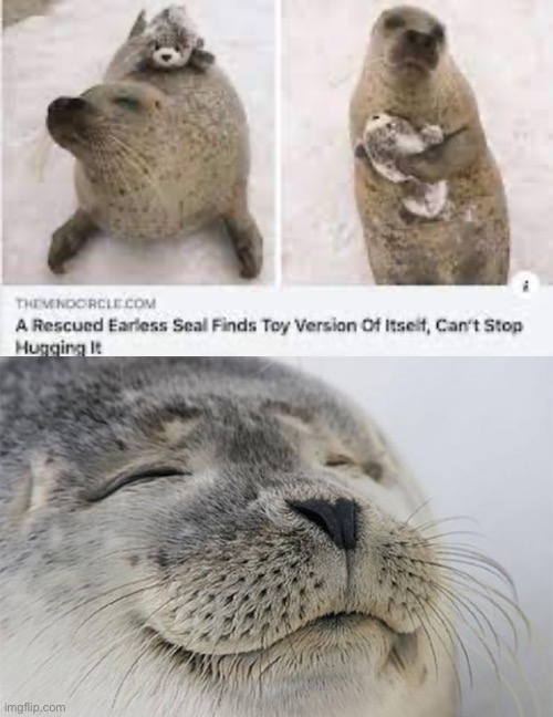 Wholesome | image tagged in wholesome seal | made w/ Imgflip meme maker