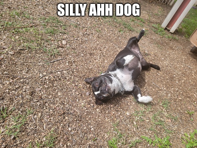 SILLY AHH DOG | made w/ Imgflip meme maker