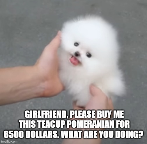 What are you going to do? | GIRLFRIEND, PLEASE BUY ME THIS TEACUP POMERANIAN FOR 6500 DOLLARS. WHAT ARE YOU DOING? | image tagged in cute dogs | made w/ Imgflip meme maker